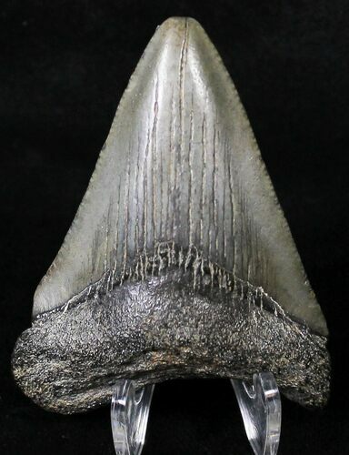 Juvenile Megalodon Tooth - South Carolina #18486